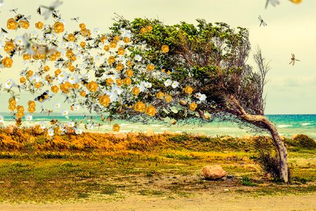 Butterflies roses wind