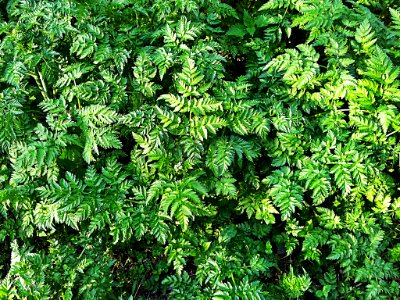 0027_Pflanzen_CC0_1.0