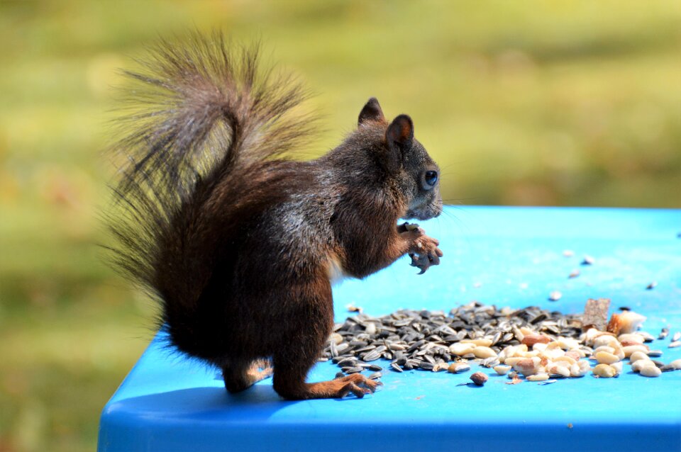 Brown nut possierlich