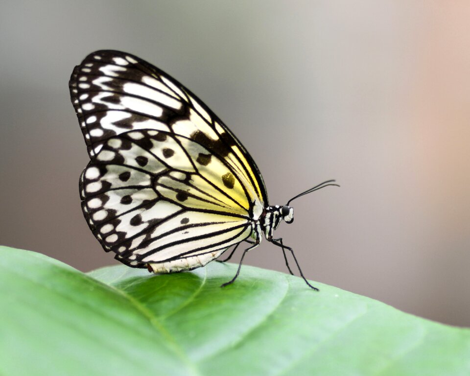 Exotic great glider idea leuconoe