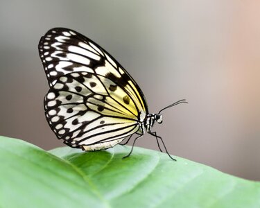 Exotic great glider idea leuconoe