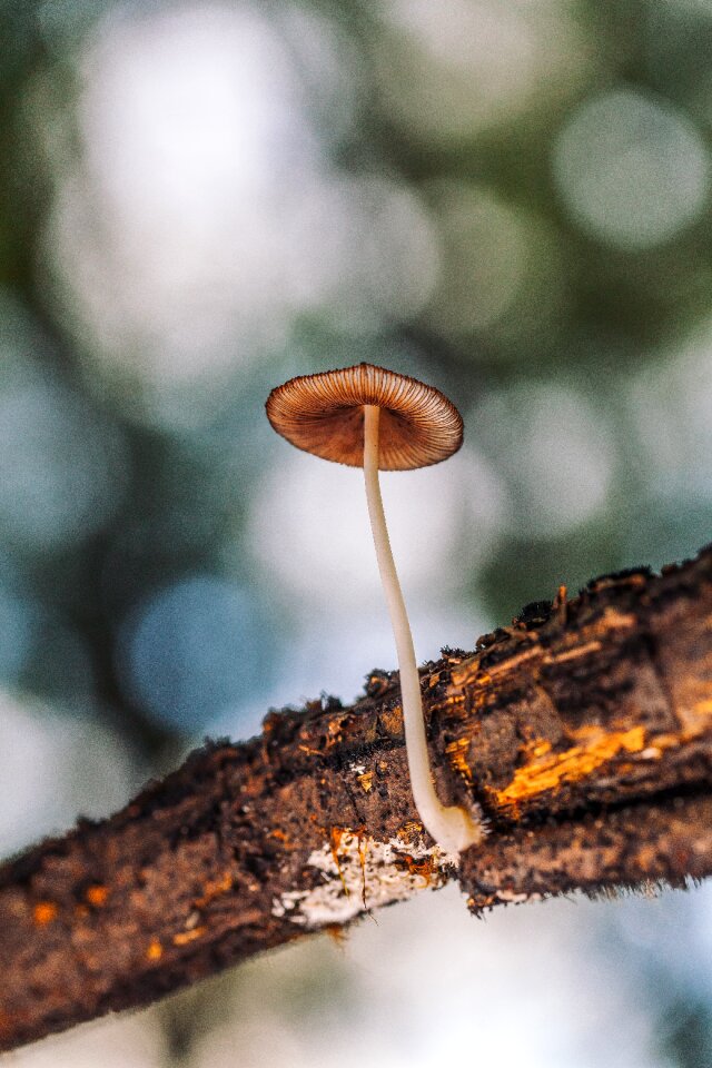 Nature fungus fungi
