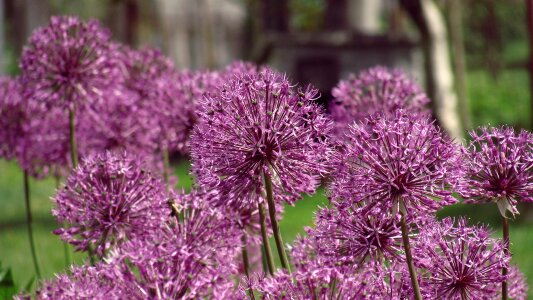 Garlic flower purple wild