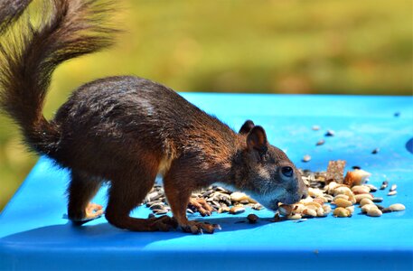 Brown nut possierlich