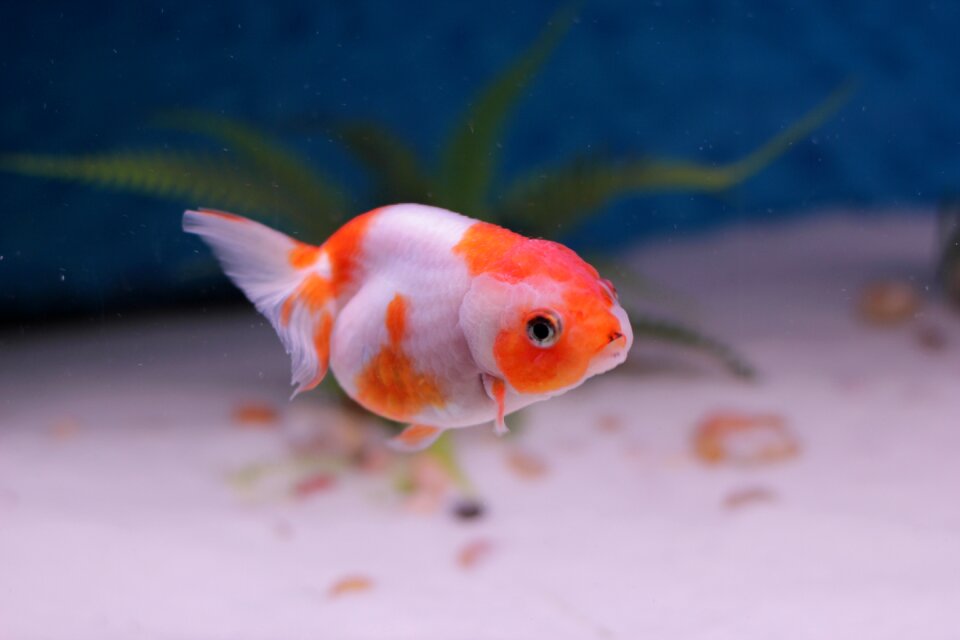 Freshwater domestic cute