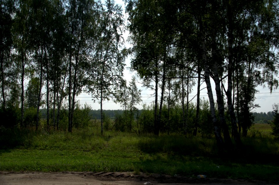 0090_29th_of_July_2016_in_Vladimir_Oblast,_Russia
