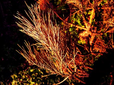 0013_Baeume_CC0_1.0