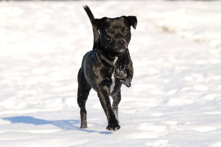 Terrier black winter photo