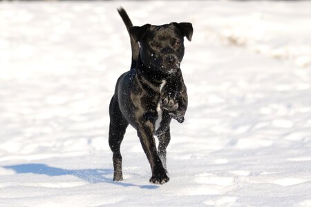 Terrier black winter