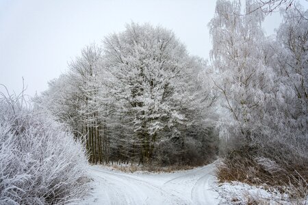 Winter trees tree white photo