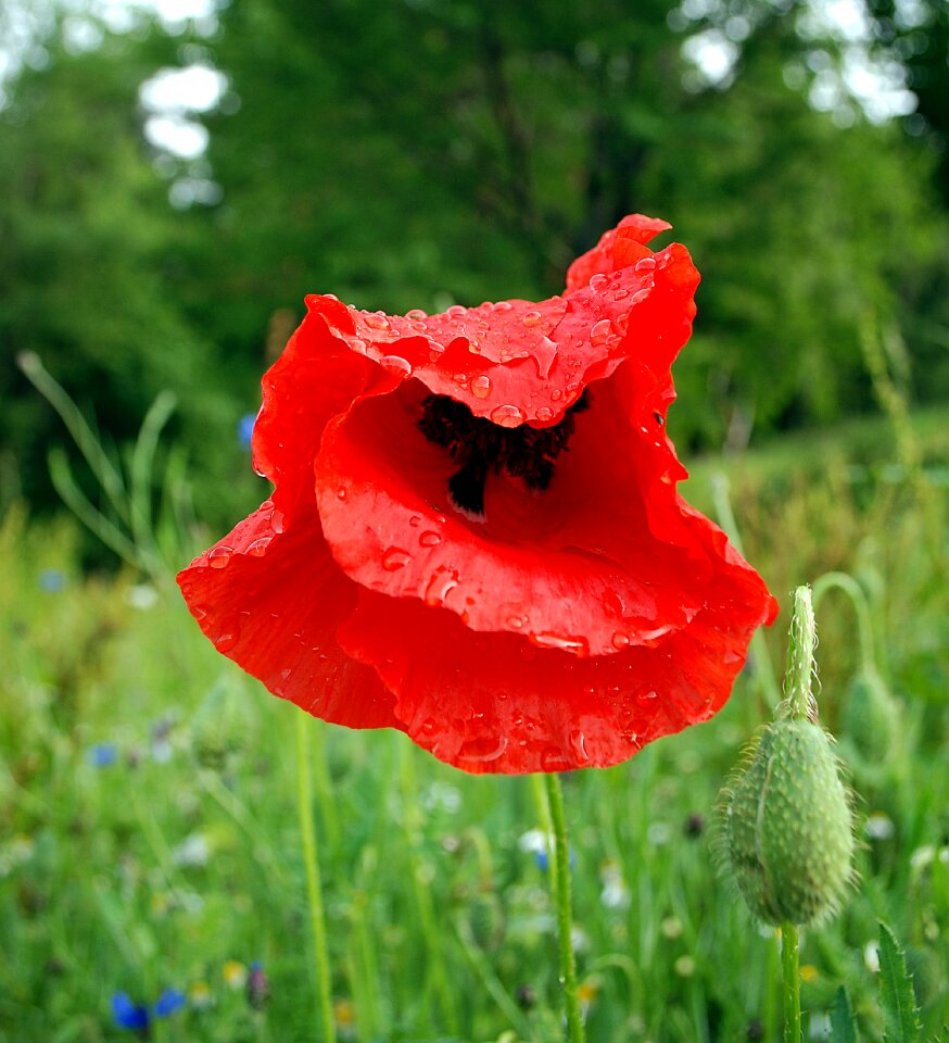 Rosa nature red