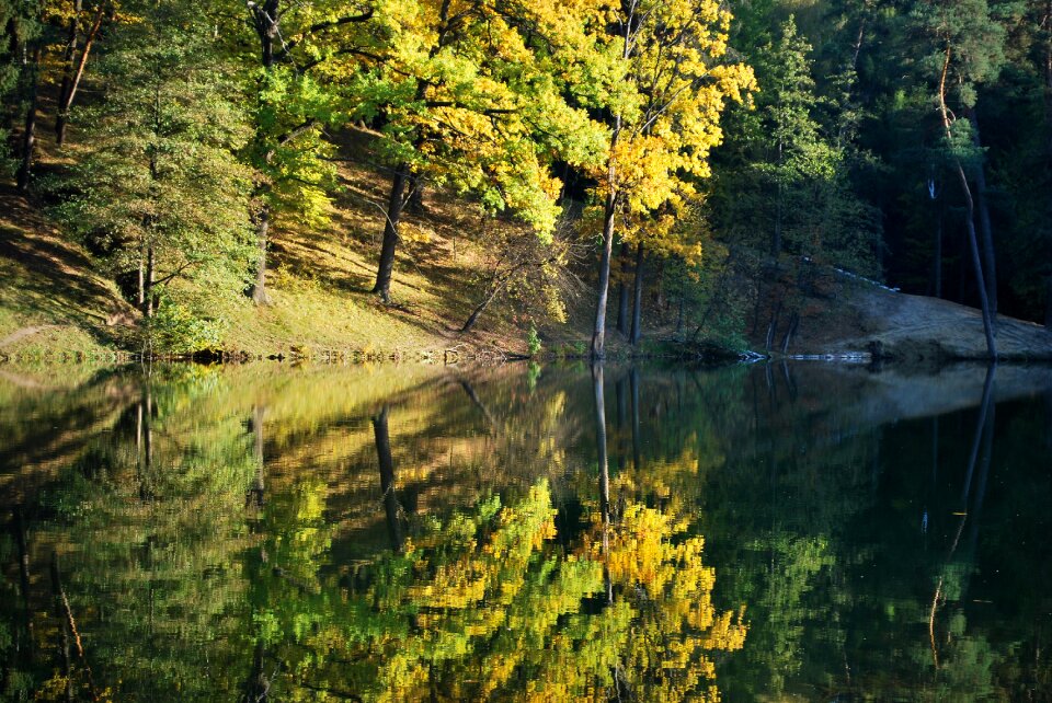 Golden autumn autumn forest trees
