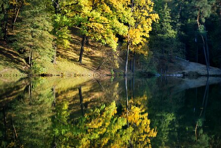 Golden autumn autumn forest trees photo