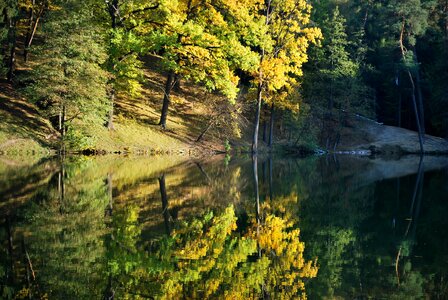 Golden autumn autumn forest trees