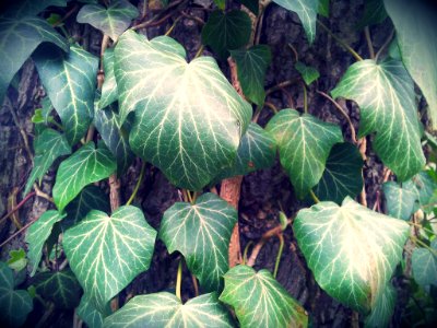 0005_Pflanze_CC0_1.0