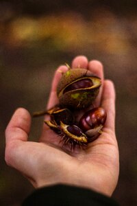 Autumn fall chestnut