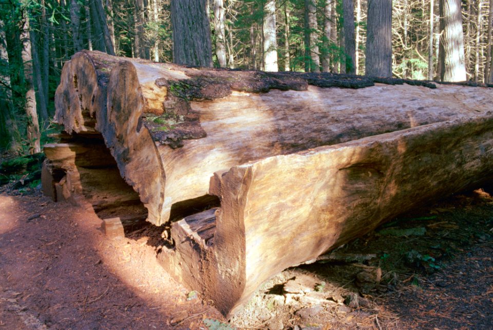 00-14-12-white-pine