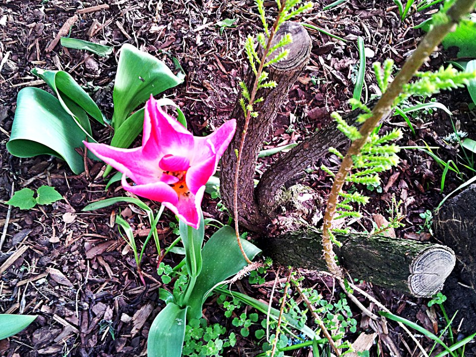 0002_Blume_CC0_1.0