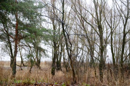 0017-2_December_2015_in_Velikiy_Novgorod