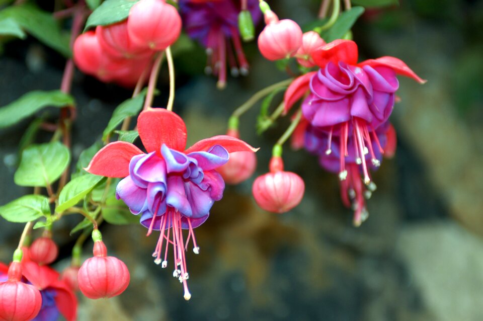 Flowers plant fuchsia flowers