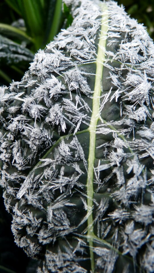 Vegetable winter frozen