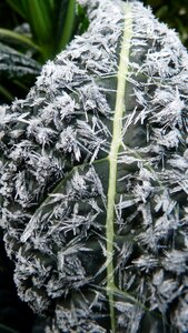 Vegetable winter frozen