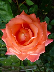 Apricot colors popular summer