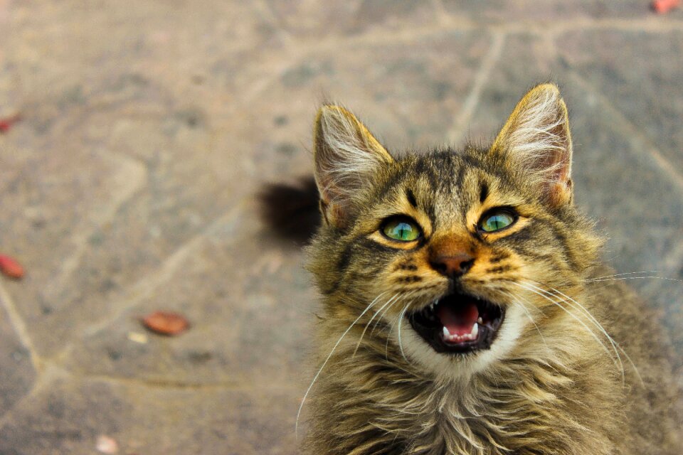 Kitten cat brown cat