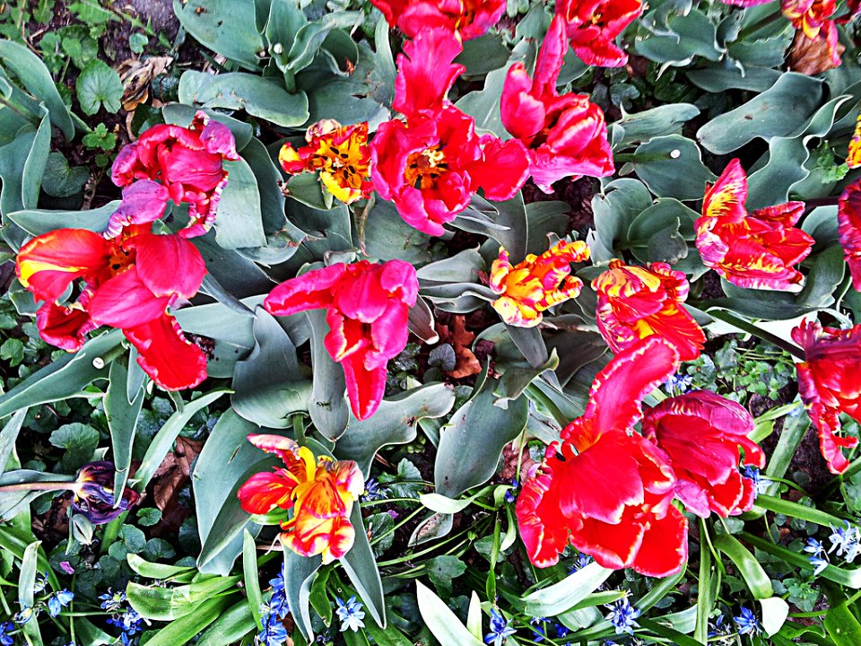 0004_Blume_CC0_1.0