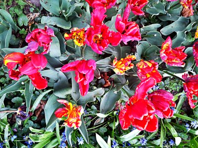 0004_Blume_CC0_1.0