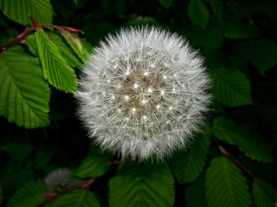 Nature color garden