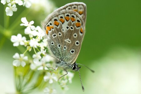 Butterfly meadow flower green