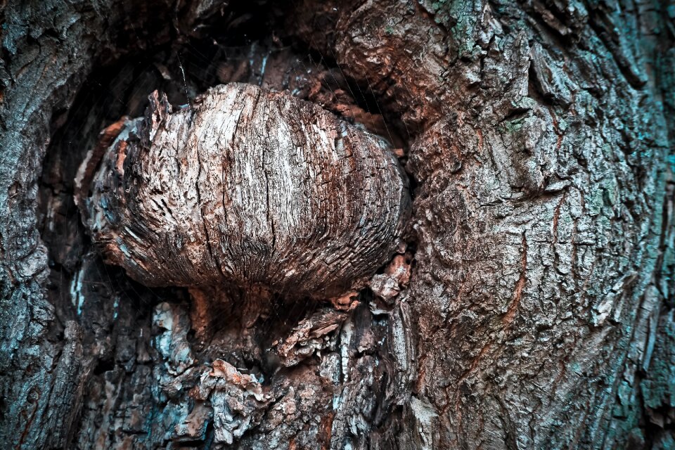 Nature forest wood
