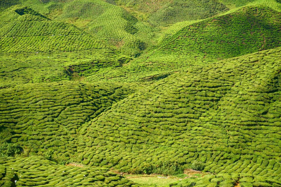 Landscape nature peace