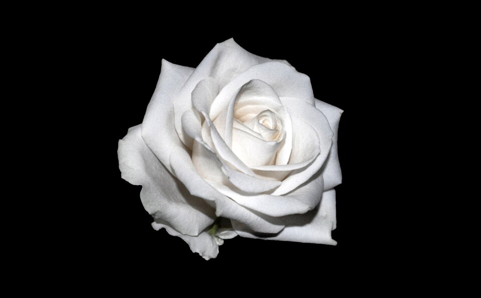 Background white rose creative