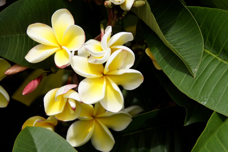 Flower white yellow summer