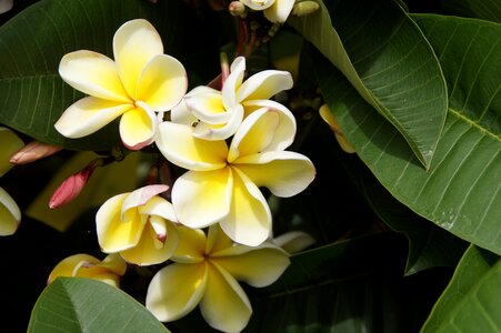 Flower white yellow summer