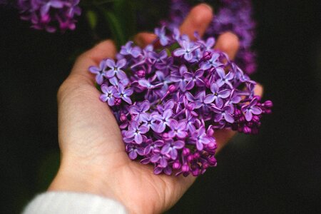 Violet lavender pick flowers photo
