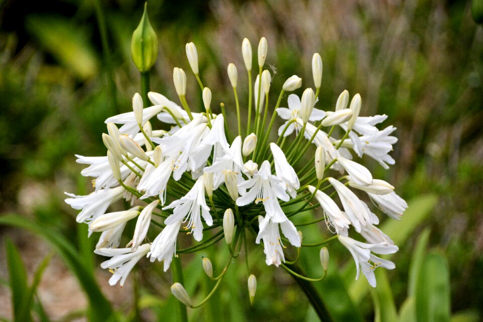Flora nature botany