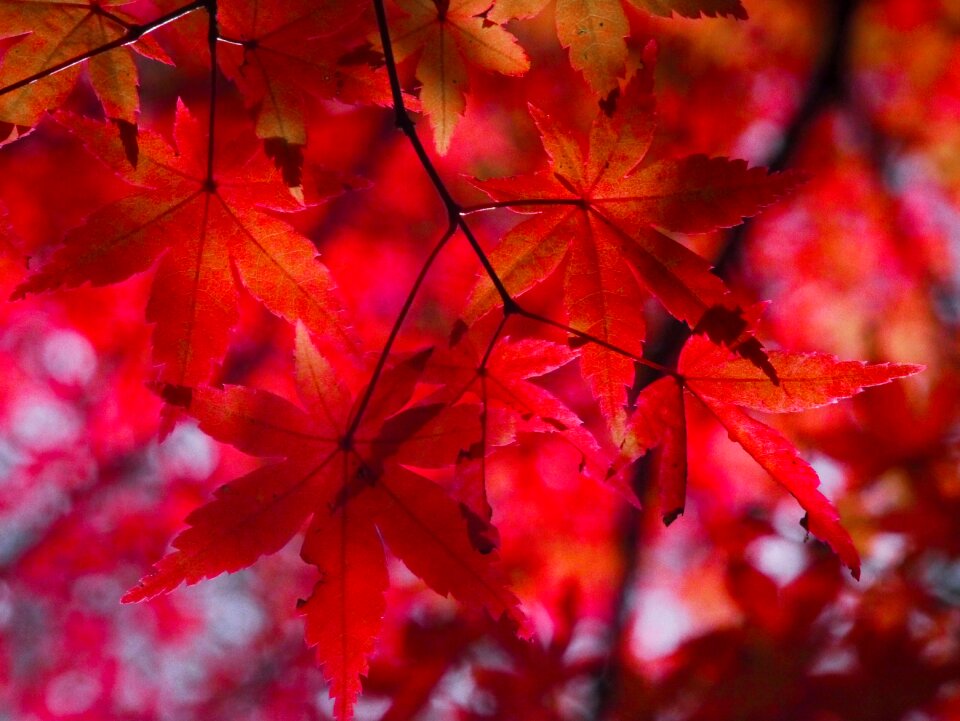 Star resort maple aomori