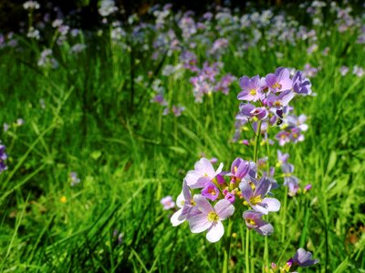 Smock weed nature