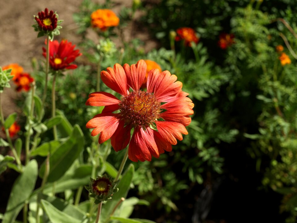 Flowers flowering the plot