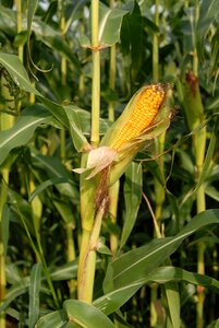 Corn on the cob corn cereals