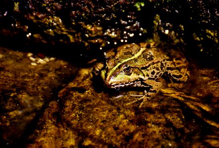 Water frog frog pond high