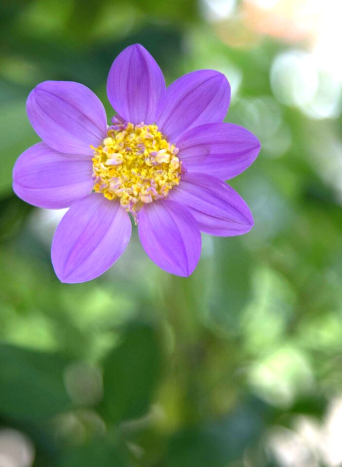 Lilac flower garden