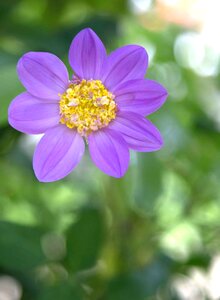 Lilac flower garden