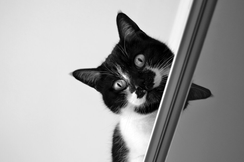 Feline pet pet blacck and black