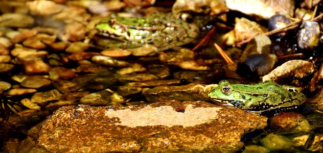 Water frog frog pond high