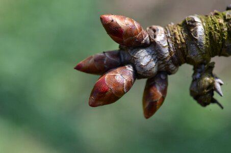 Tree spring shoots