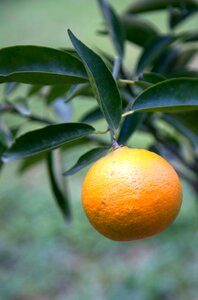 Tangerine fruit garden